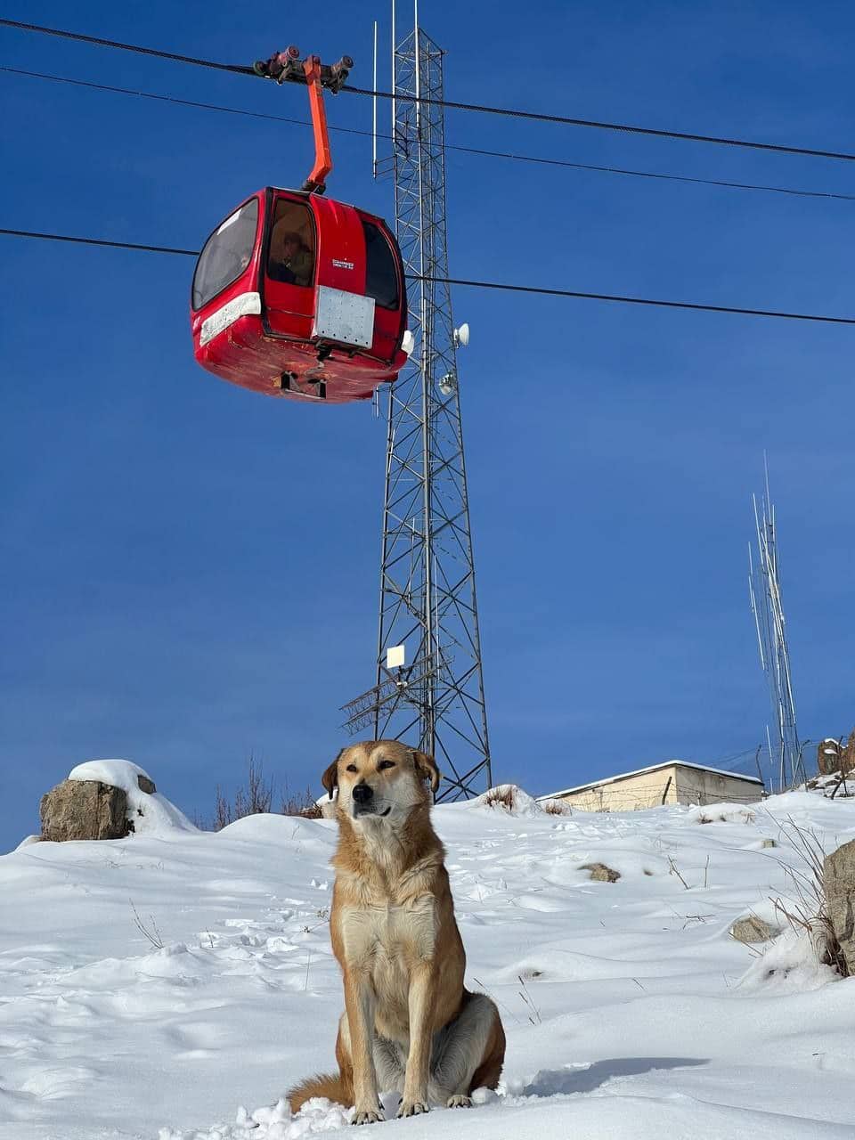 سگ های تربیت شده در قله توچال