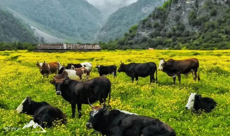 دشت دریاسر کجاست
