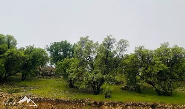 تصویر دشت ارژن