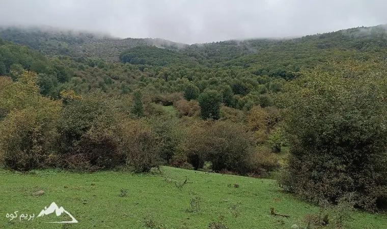 قله جنگلی عباسعلی