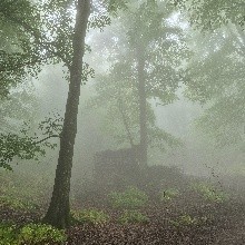 مهدی علیمحمدی