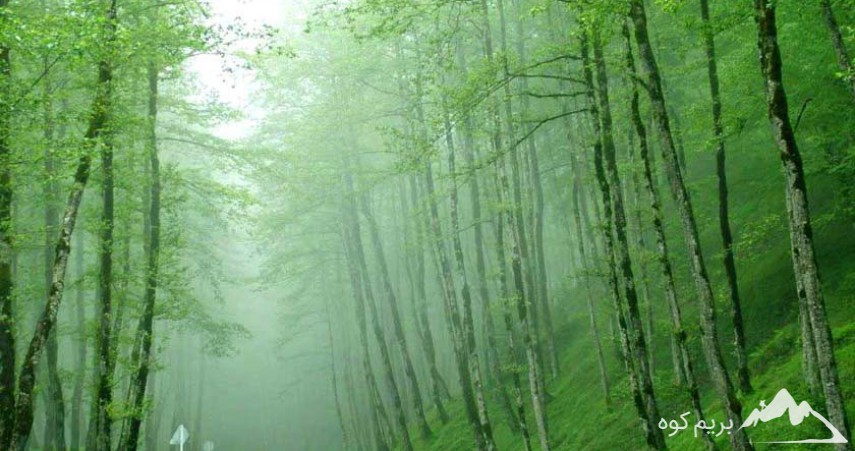  جنگل گیسوم