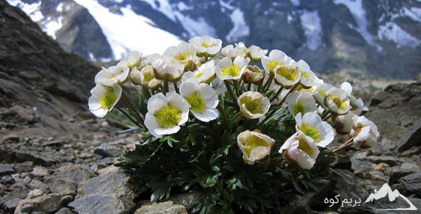 دوره آنلاین انواع گیاهان پیازی کوهستان و ارزش و اهمیت آنها