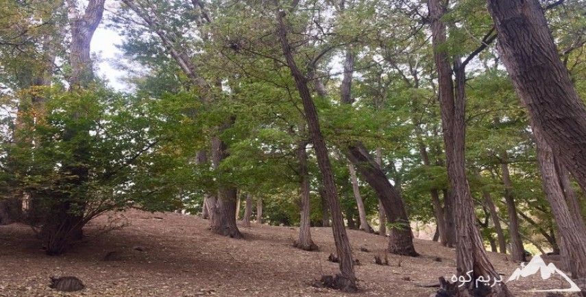 پیمایش مسیر درکه تا جنگل کارا