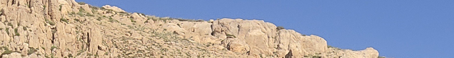 سید علی هاشمی