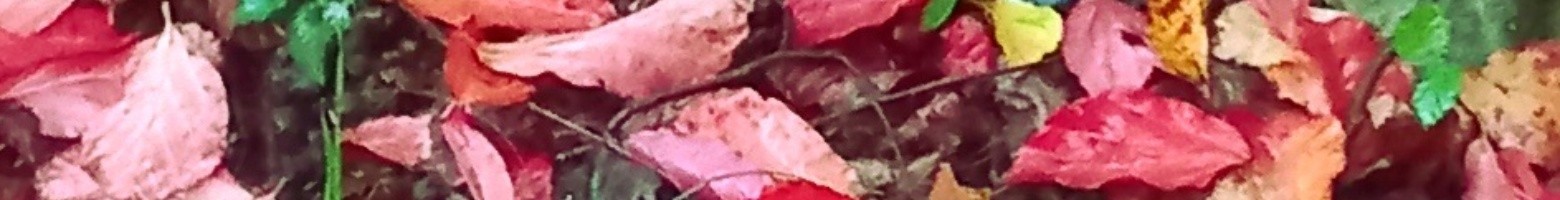 حسین زرین پور