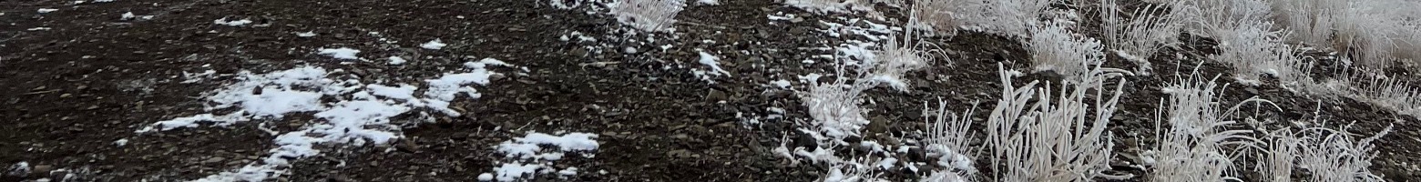 نوشین مشرف زاده