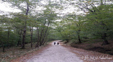 طبیعت گردی جنگل الیمستان