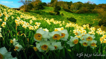 جشنواره گل نرگس