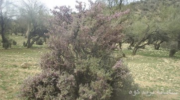 منطقه حفاظت شده ماله گاله