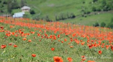 نئور به سوباتان و شکردشت و تالش