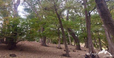 پیمایش مسیر درکه تا جنگل کارا